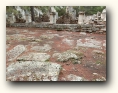 phaselis